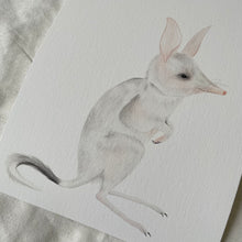 Load image into Gallery viewer, Betty the Bilby
