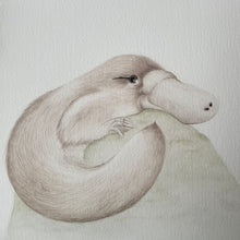Load image into Gallery viewer, Pippy the Platypus