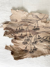 Load image into Gallery viewer, Cascading Flowering Gum