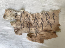 Load image into Gallery viewer, Cascading Wattle