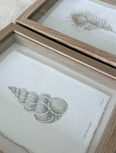 Load image into Gallery viewer, Teagan H - Venus Comb + Wentlewrap Shells
