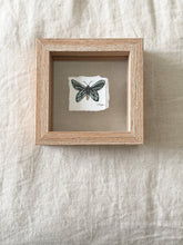 Load image into Gallery viewer, Birdwing Butterfly
