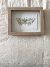 Load image into Gallery viewer, Moth
