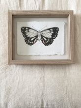 Load image into Gallery viewer, Caper White Butterfly
