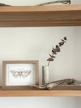 Load image into Gallery viewer, Moth
