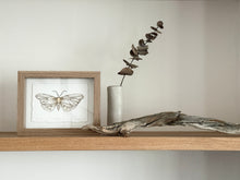 Load image into Gallery viewer, Moth
