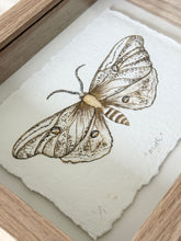 Load image into Gallery viewer, Moth
