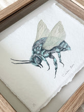 Load image into Gallery viewer, Cuckoo Bee
