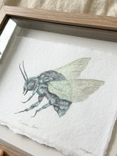 Load image into Gallery viewer, Cuckoo Bee
