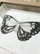 Load image into Gallery viewer, Caper White Butterfly
