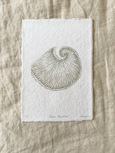 Load image into Gallery viewer, Paper Nautilus
