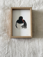 Load image into Gallery viewer, Pied Oystercatcher
