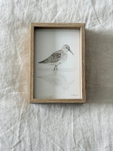 Load image into Gallery viewer, Curlew Sandpiper
