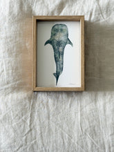 Load image into Gallery viewer, Whale Shark

