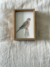 Load image into Gallery viewer, Bourke's Parrot
