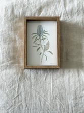 Load image into Gallery viewer, Hinchinbrook Banksia
