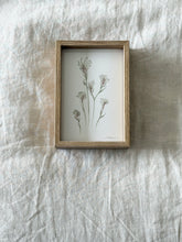 Load image into Gallery viewer, Kangaroo Paw - Bush Diamond
