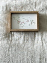 Load image into Gallery viewer, Eucalyptus Synandra
