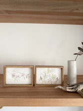 Load image into Gallery viewer, Eucalyptus Synandra
