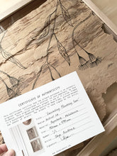 Load image into Gallery viewer, Paperbark Commission | Gallery Format
