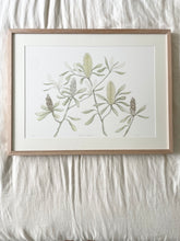 Load image into Gallery viewer, Banksia Integrifolia | Framed Limited Edition
