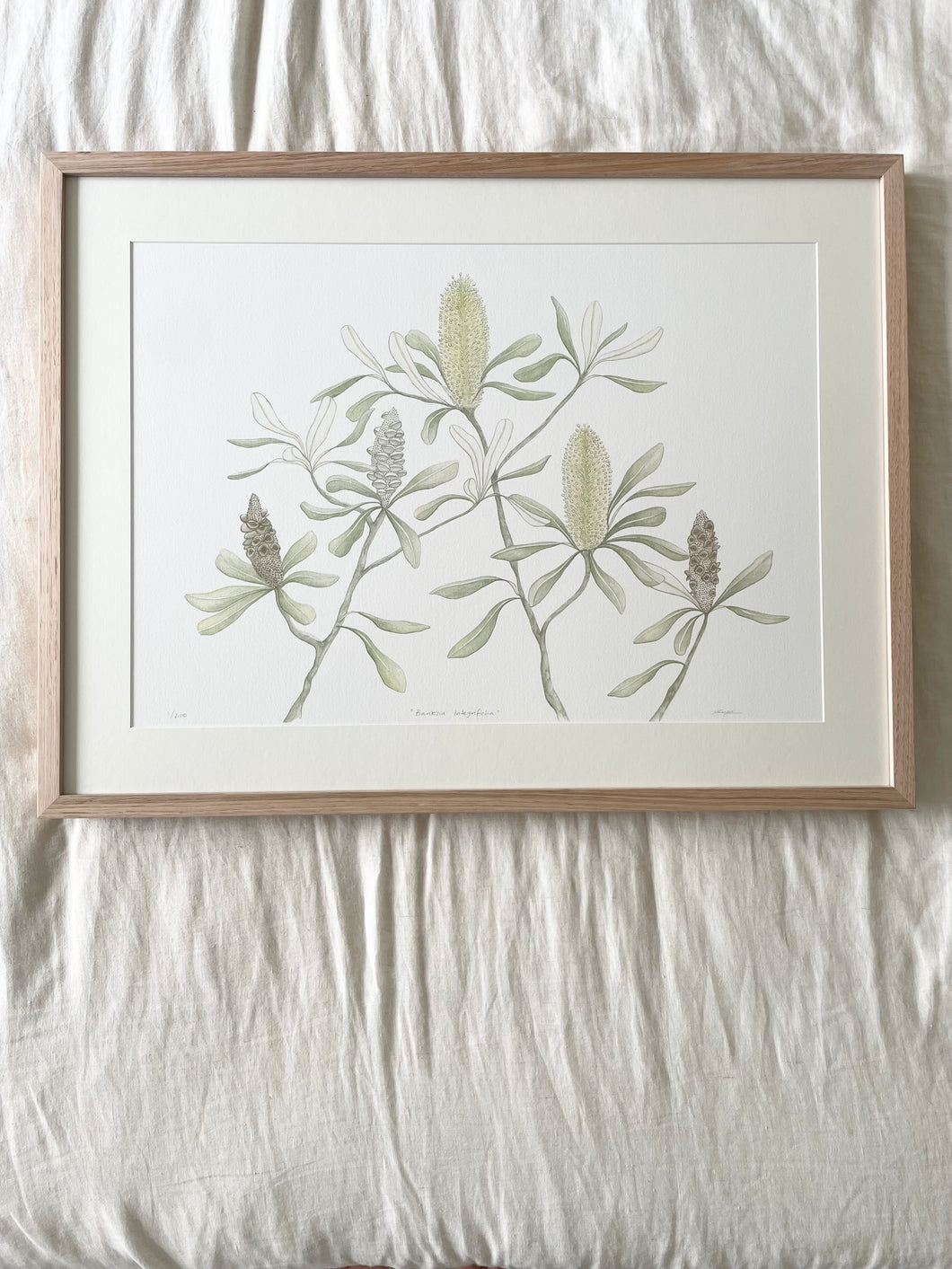 Banksia Integrifolia | Framed Limited Edition
