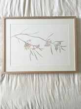 Load image into Gallery viewer, Eucalyptus Synandra | Framed Limited Edition

