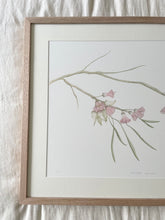 Load image into Gallery viewer, Eucalyptus Synandra | Framed Limited Edition
