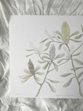 Load image into Gallery viewer, Banksia Integrifolia
