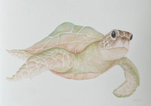 Load image into Gallery viewer, Mirakye the Green Sea Turtle
