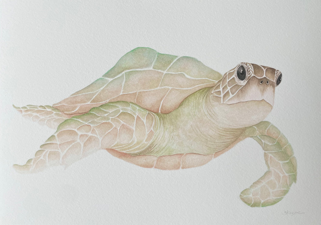 Mirakye the Green Sea Turtle