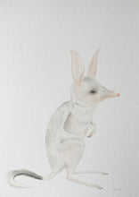 Load image into Gallery viewer, Betty the Bilby
