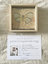 Load image into Gallery viewer, Pearly Owl Butterfly | Paperbark
