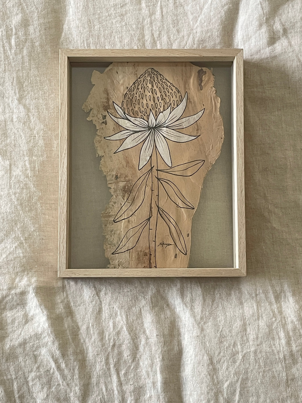Waratah | Paperbark