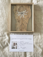Load image into Gallery viewer, Waratah | Paperbark
