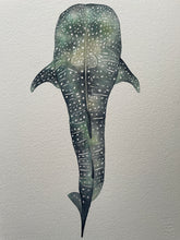 Load image into Gallery viewer, Whale Shark
