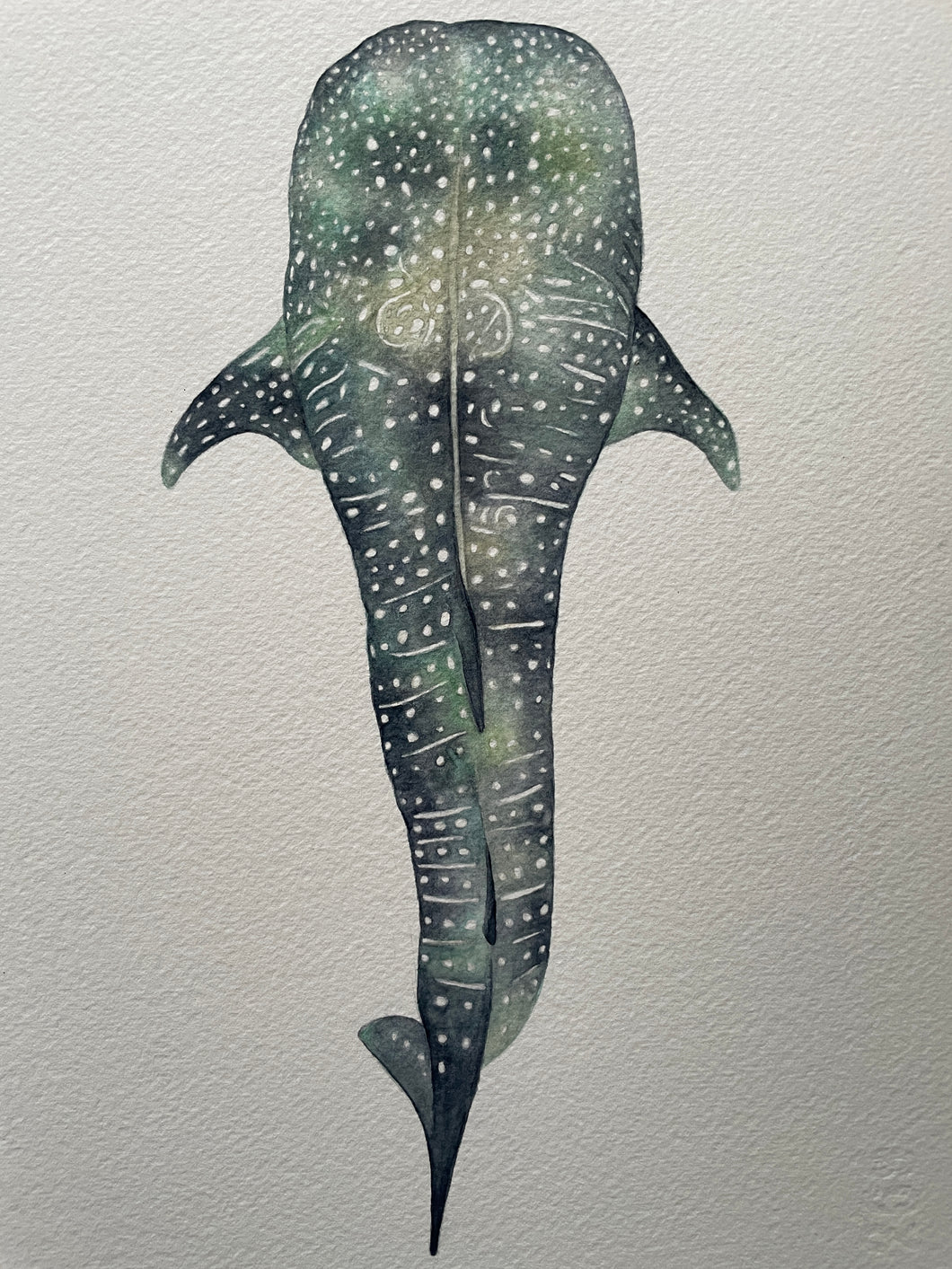 Whale Shark