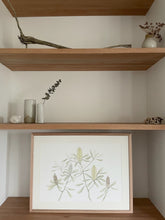 Load image into Gallery viewer, Banksia Integrifolia | Framed Limited Edition

