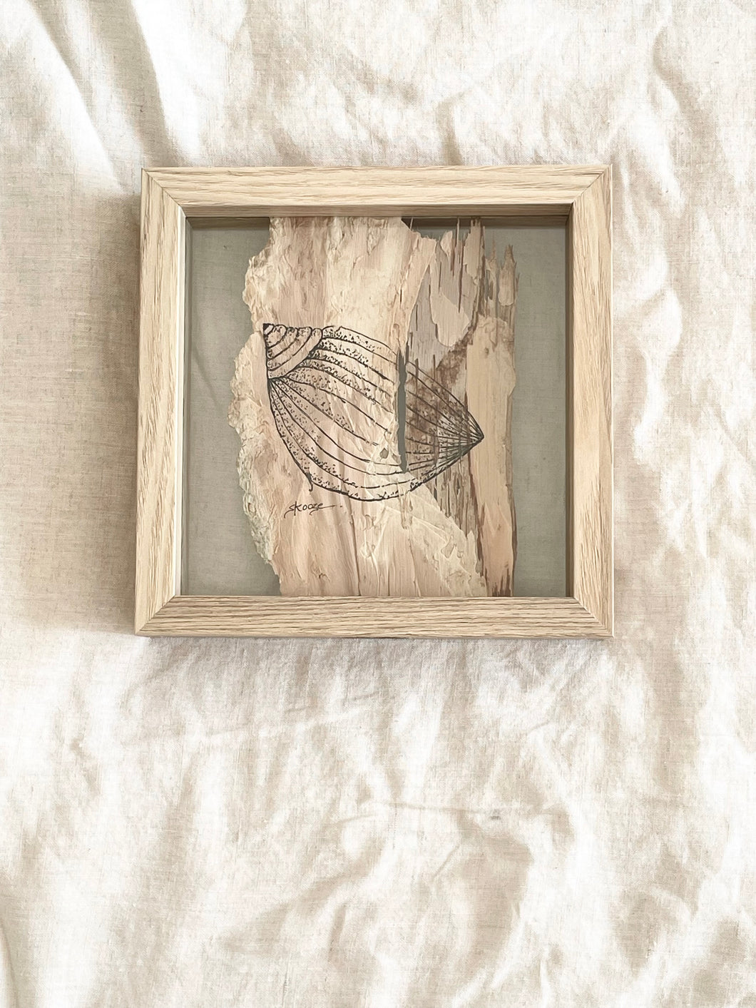 Moon Snail Shell | Paperbark