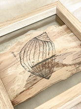 Load image into Gallery viewer, Moon Snail Shell | Paperbark
