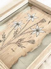 Load image into Gallery viewer, Flannel Flower | Paperbark
