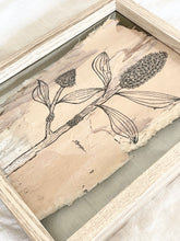 Load image into Gallery viewer, Broad Leaf Melaleuca | Paperbark
