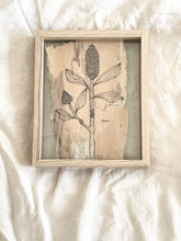 Load image into Gallery viewer, Broad Leaf Melaleuca | Paperbark
