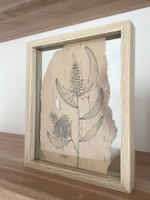 Load image into Gallery viewer, Hakea Francisana | Paperbark
