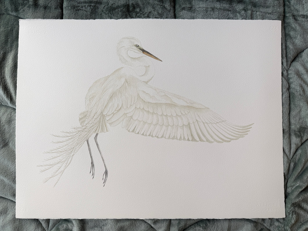 Great Egret in Flight