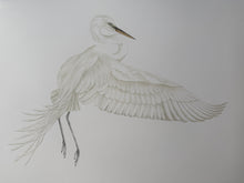Load image into Gallery viewer, Great Egret in Flight
