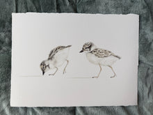 Load image into Gallery viewer, Hooded Plover Chicks
