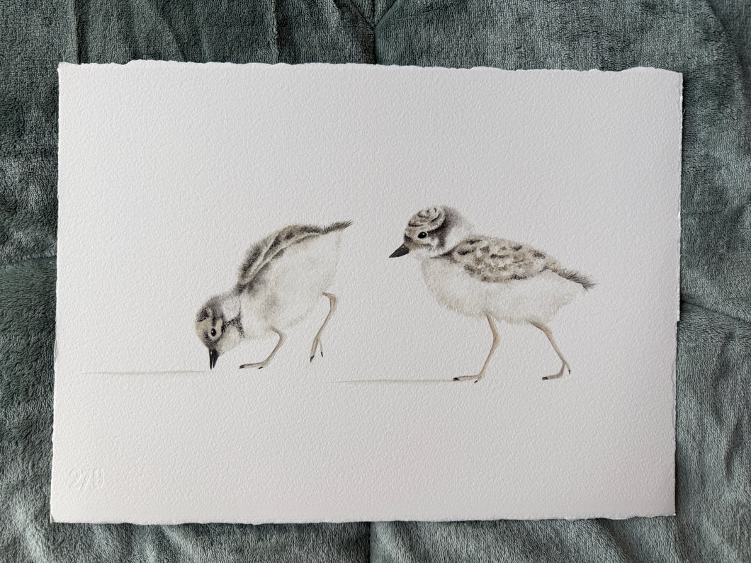Hooded Plover Chicks