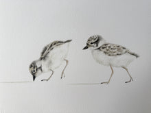 Load image into Gallery viewer, Hooded Plover Chicks
