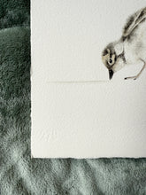 Load image into Gallery viewer, Hooded Plover Chicks
